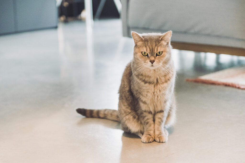 Kat op trouw