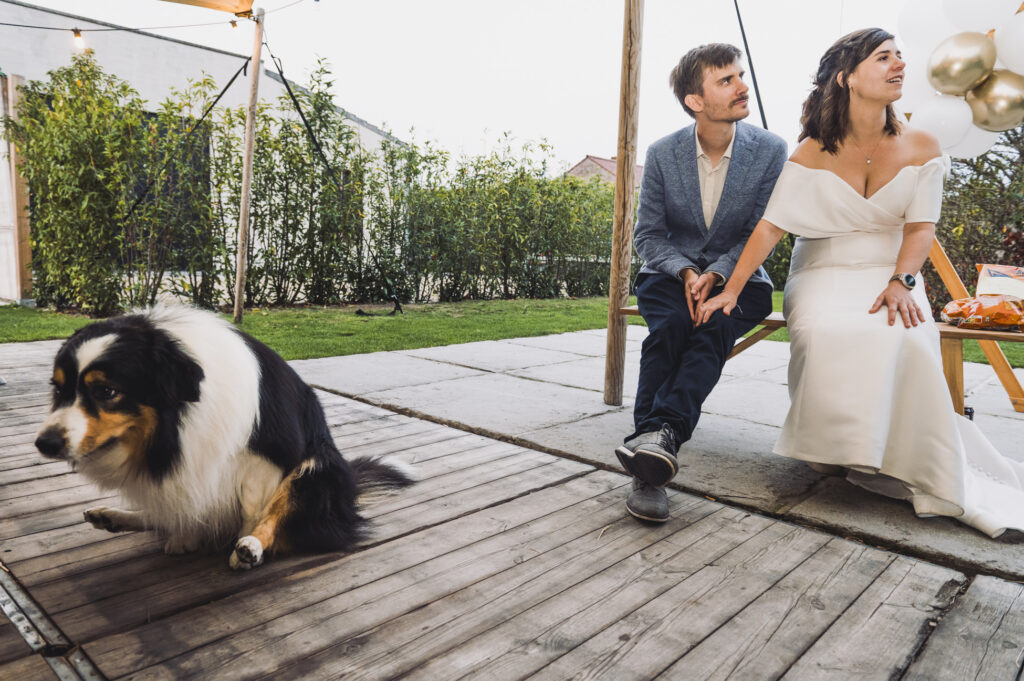 Honden op trouwfeest