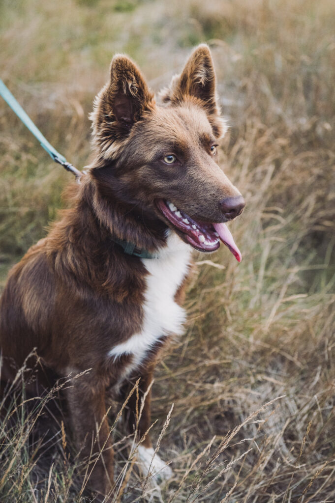 Portret van hond