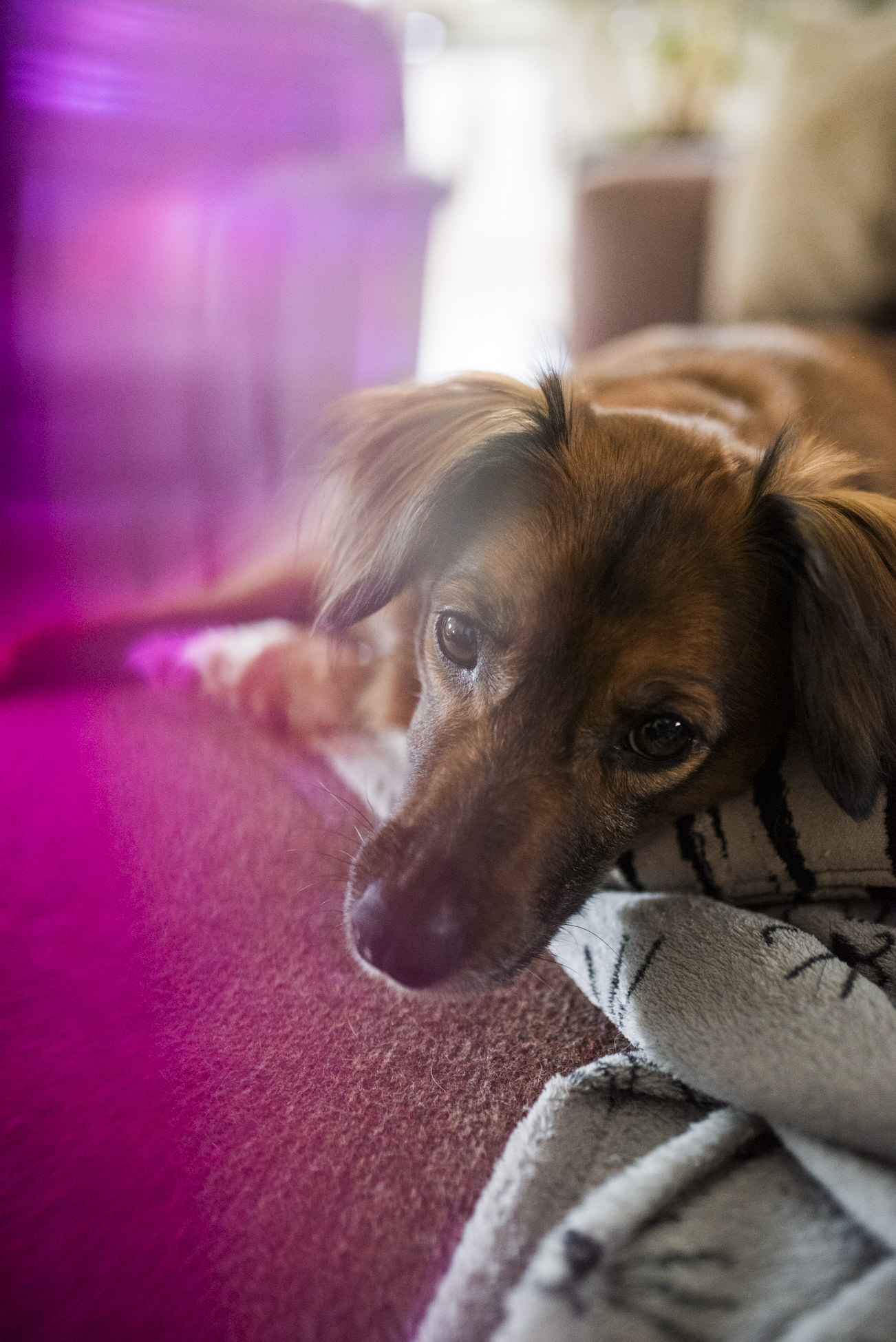 Hond van fotografe