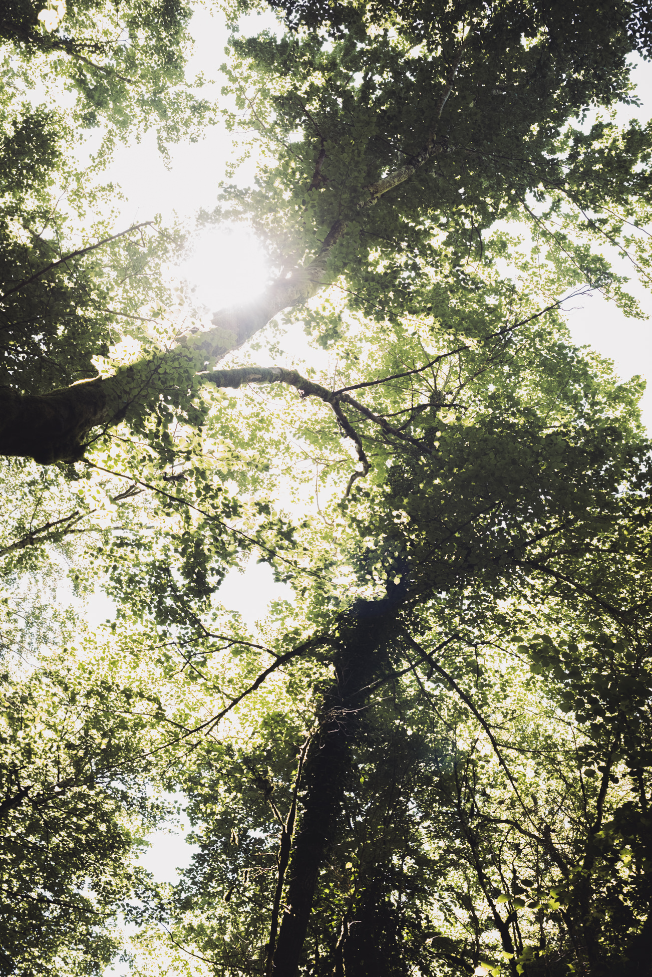 landschap bomen